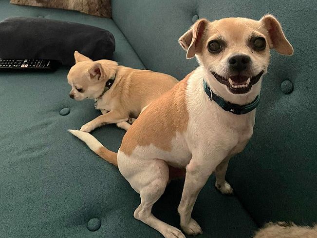 pfotenretterungarn_Pete_Early_PS (7)