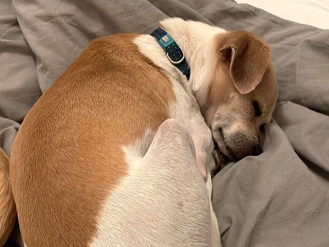 pfotenretterungarn_Pete_Early_PS (8)