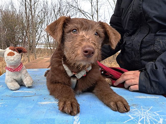 pfotenretterungarn Agatha (2)