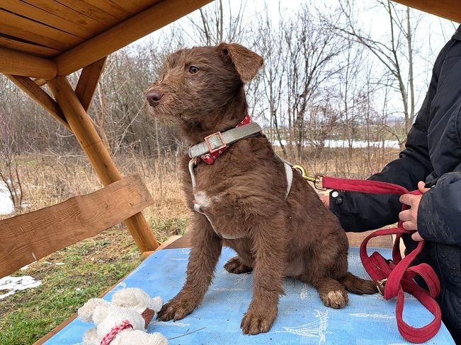 pfotenretterungarn Agatha (3)