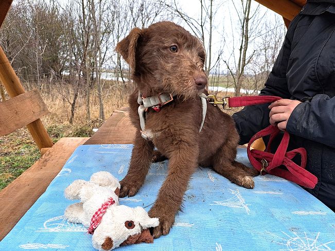 pfotenretterungarn Agatha (5)