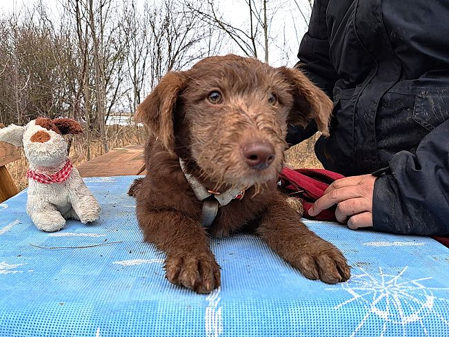 pfotenretterungarn Agatha (6)