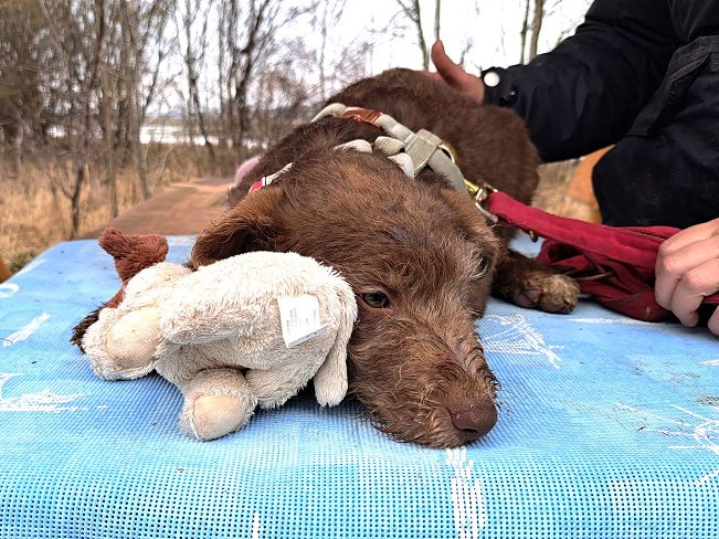 pfotenretterungarn Agatha (7)