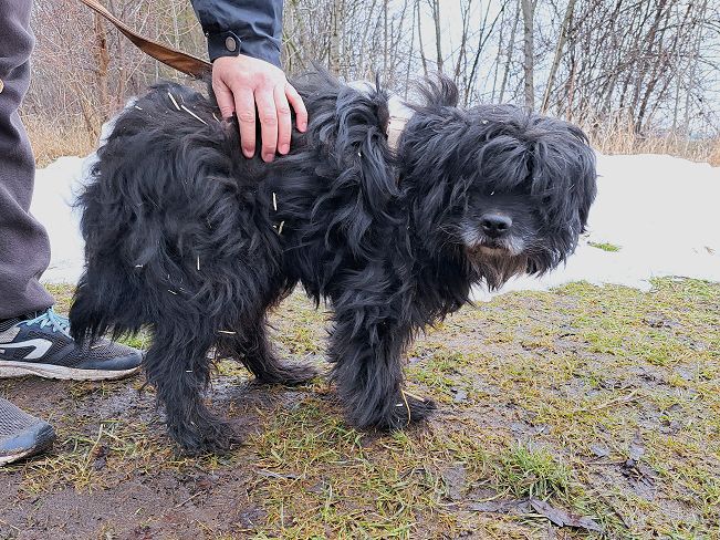 pfotenretterungarn Bogancs (2)