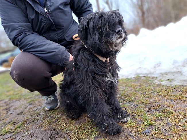 pfotenretterungarn Bogancs (3)