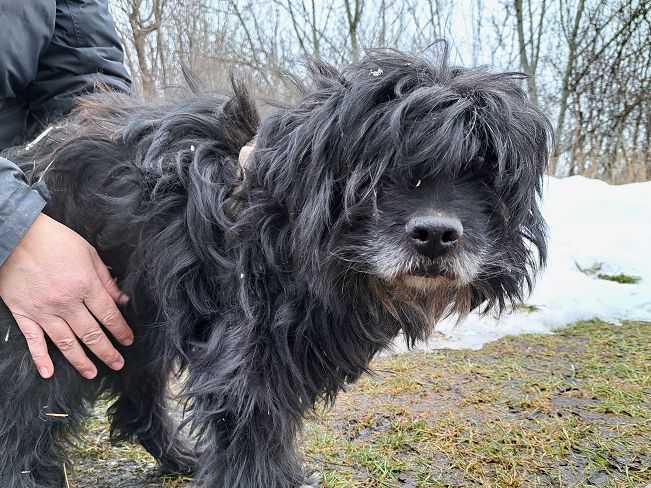 pfotenretterungarn Bogancs (4)