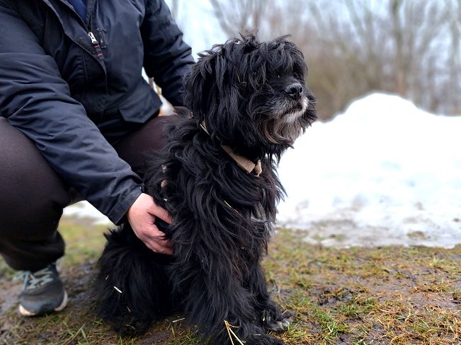 pfotenretterungarn Bogancs (6)