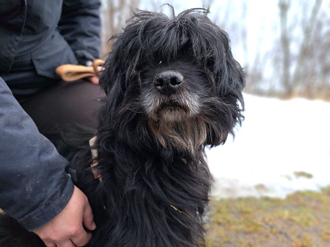 pfotenretterungarn Bogancs (7)