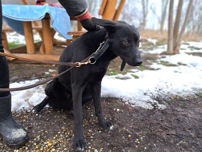 pfotenretterungarn Casper (10)