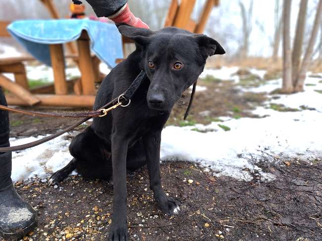pfotenretterungarn Casper (11)