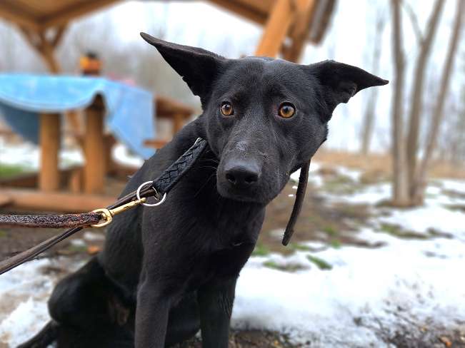 pfotenretterungarn Casper (12)