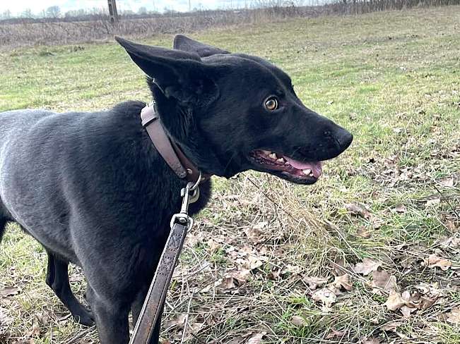 pfotenretterungarn Casper (13)