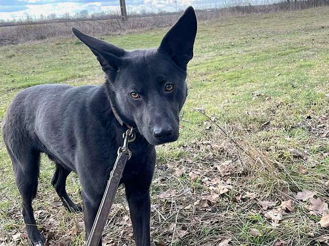 pfotenretterungarn Casper (14)