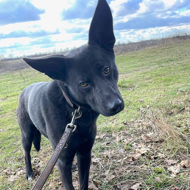 pfotenretterungarn Casper (16)