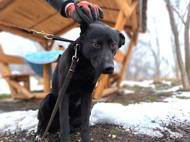 pfotenretterungarn Casper (2)