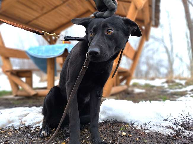 pfotenretterungarn Casper (3)