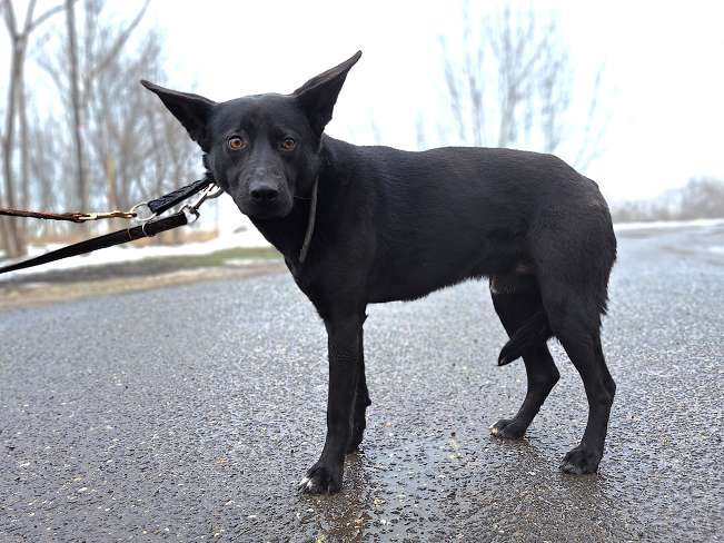pfotenretterungarn Casper (4)