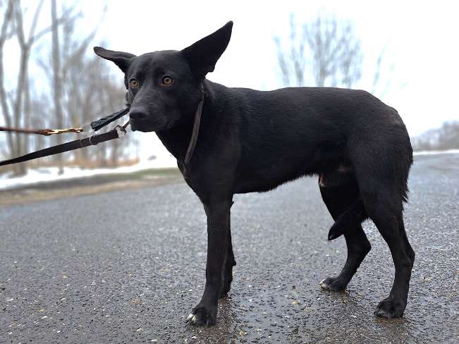 pfotenretterungarn Casper (5)