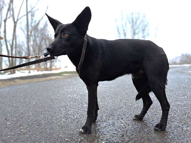 pfotenretterungarn Casper (6)