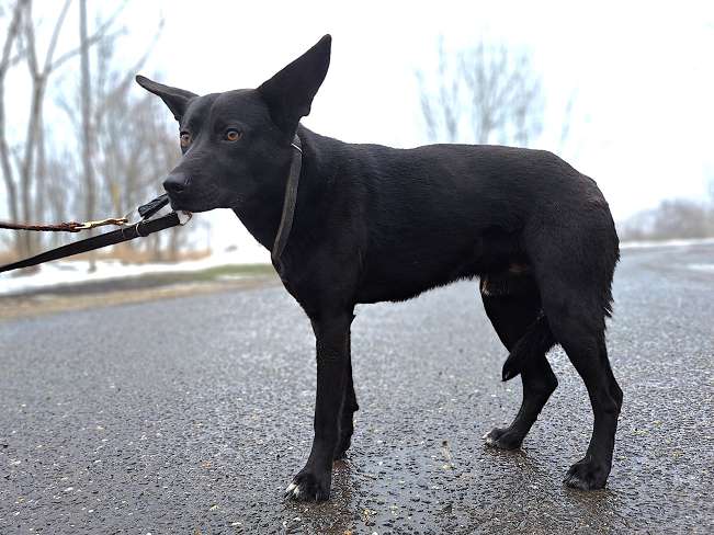 pfotenretterungarn Casper (7)