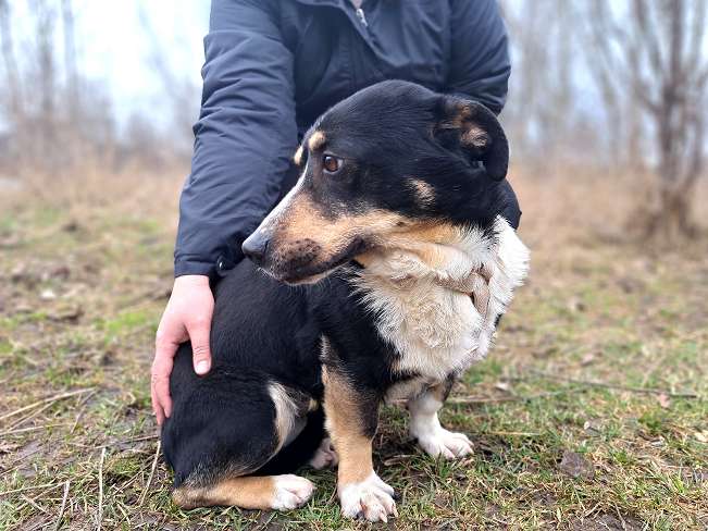 pfotenretterungarn Cosmo (11)