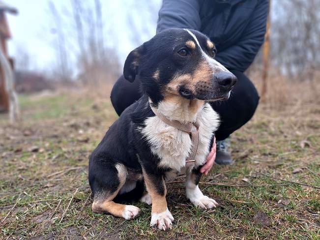 pfotenretterungarn Cosmo (2)