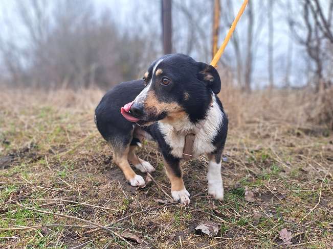 pfotenretterungarn Cosmo (5)