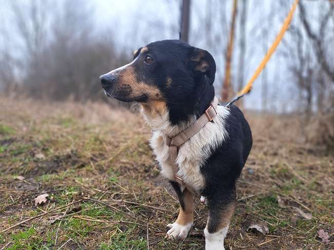 pfotenretterungarn Cosmo (6)