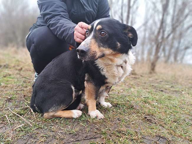 pfotenretterungarn Cosmo (7)