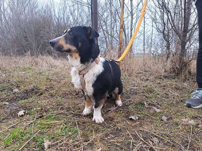 pfotenretterungarn Cosmo (8)