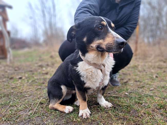 pfotenretterungarn Cosmo (9)