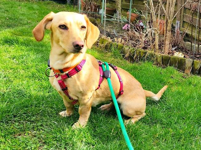 pfotenretterungarn Daria PS (1)