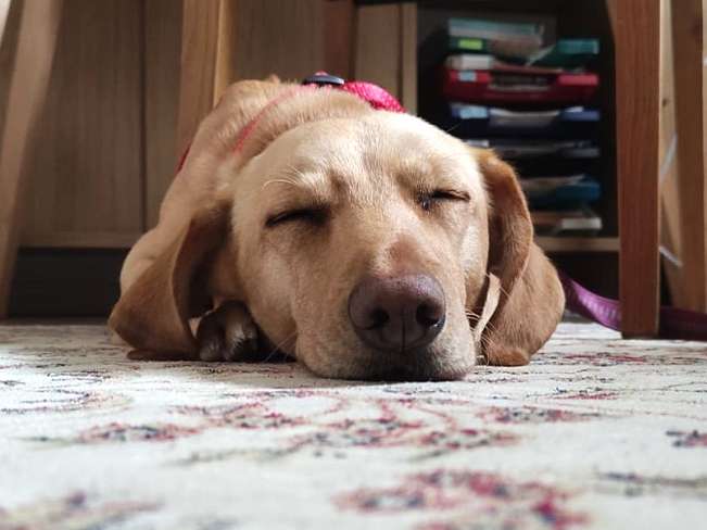 pfotenretterungarn Daria PS (3)