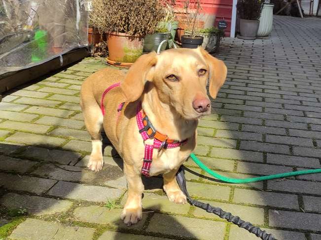 pfotenretterungarn Daria PS (4)