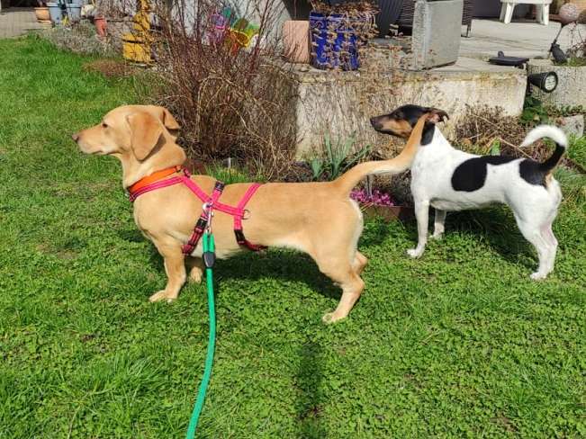 pfotenretterungarn Daria PS (5)