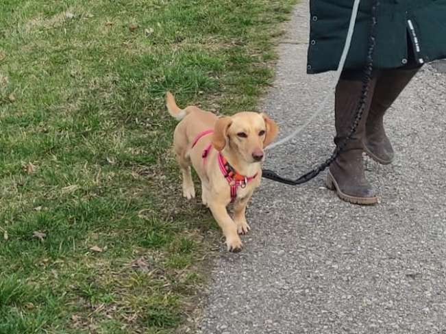 pfotenretterungarn Daria PS (6)