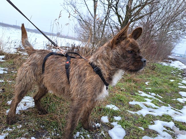 pfotenretterungarn Django (10)