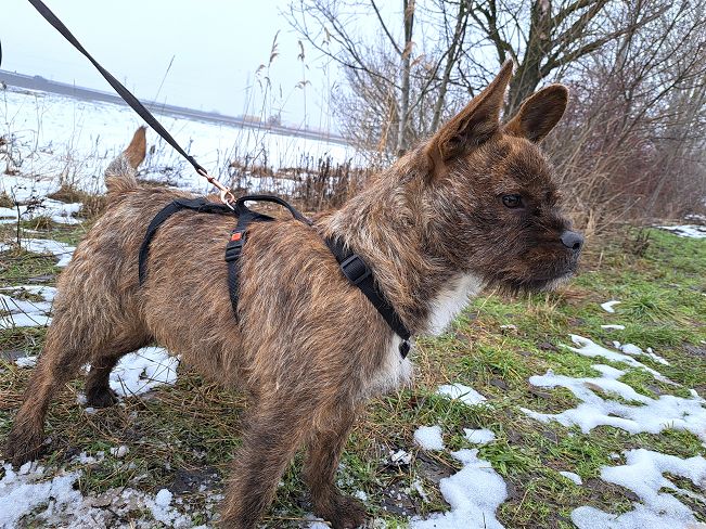 pfotenretterungarn Django (2)