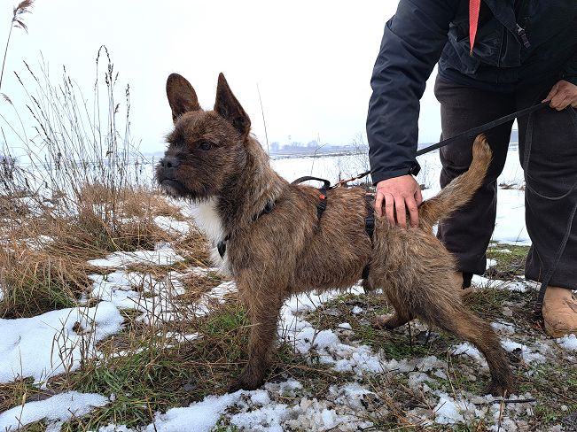 pfotenretterungarn Django (3)