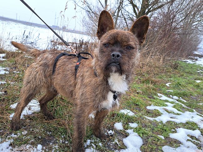 pfotenretterungarn Django (4)