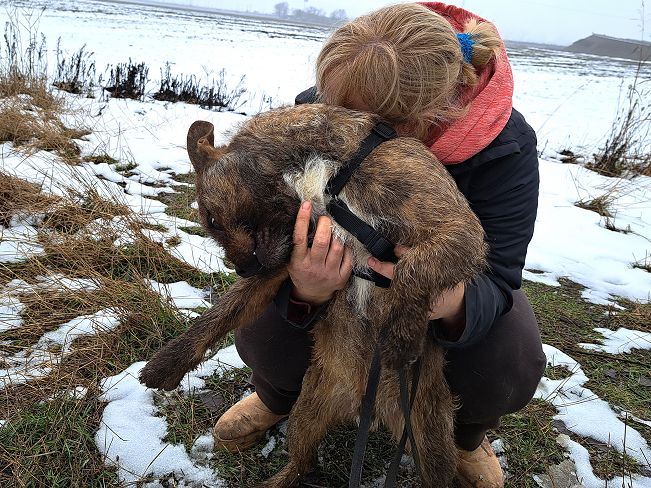 pfotenretterungarn Django (6)