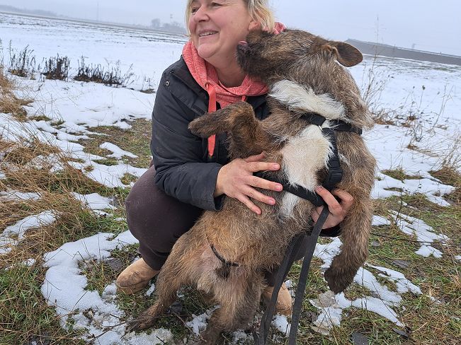 pfotenretterungarn Django (7)