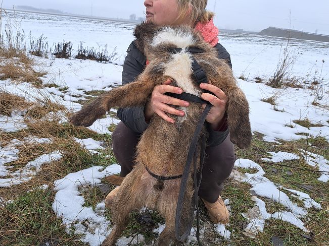 pfotenretterungarn Django (8)