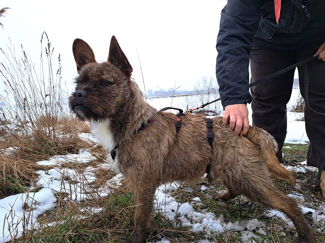 pfotenretterungarn Django (9)