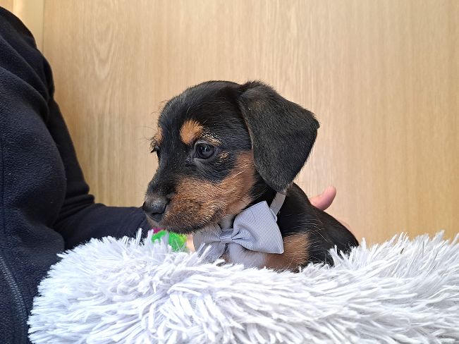 pfotenretterungarn Ida (2)