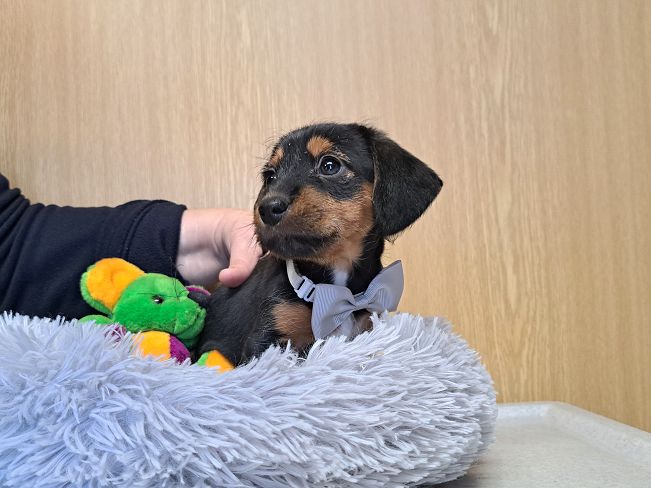 pfotenretterungarn Ida (3)