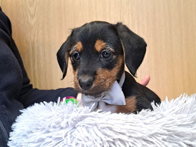 pfotenretterungarn Ida (4)