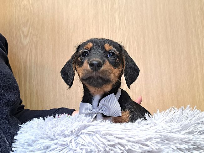 pfotenretterungarn Ida (5)