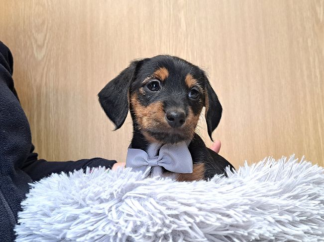 pfotenretterungarn Ida (6)