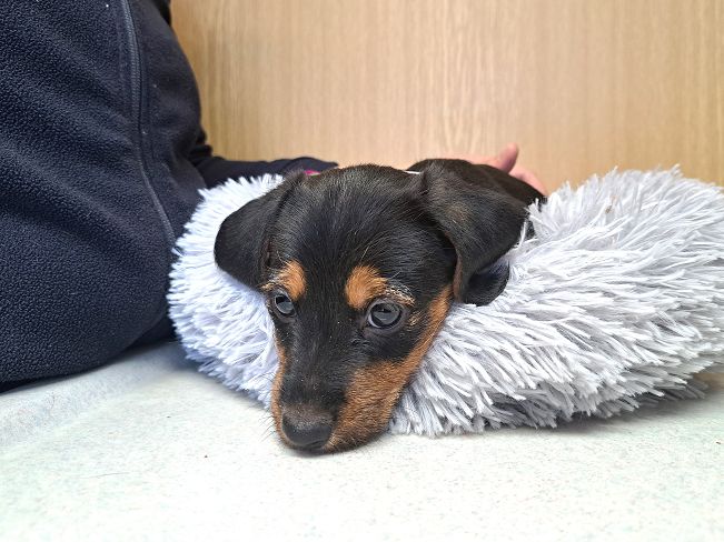 pfotenretterungarn Ida (7)